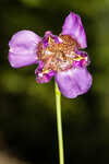 Propeller flower